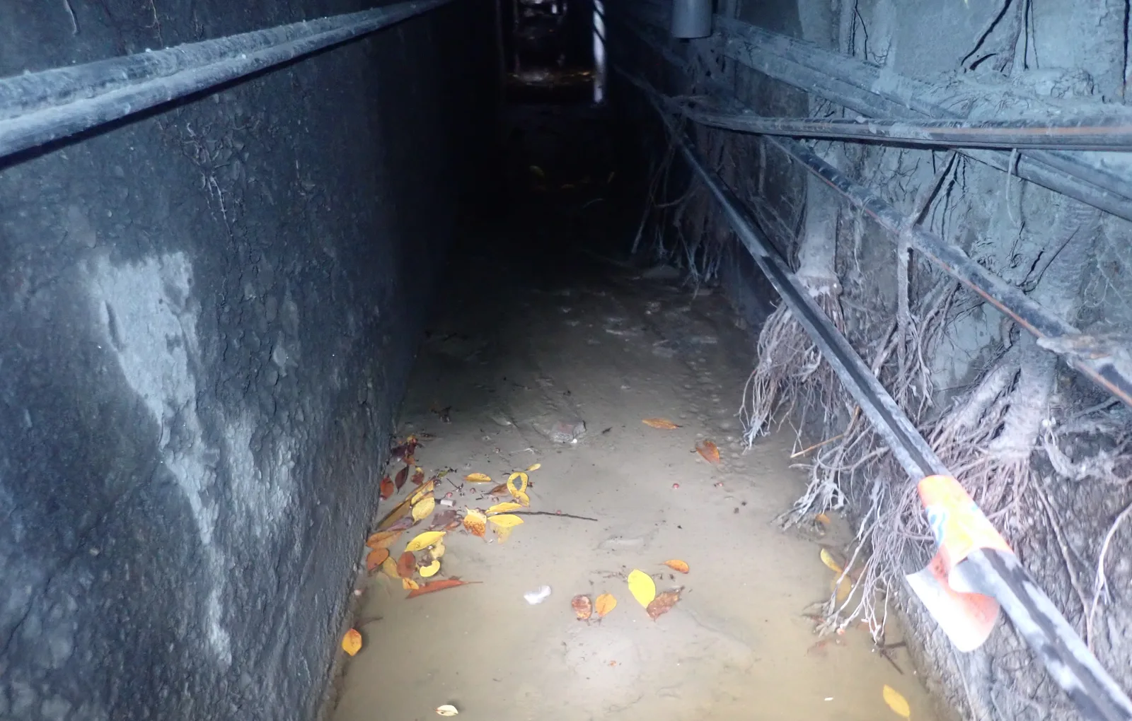 長條側溝內垂著樹根與電纜，溝底積著泥水與落葉