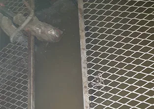 格柵蓋下方的池內,水面與管線